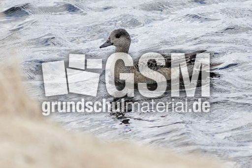 Pfeifente (1 von 3).jpg